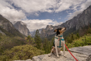 Are Dogs Allowed In Yosemite National Park?