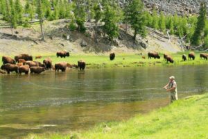 Can You Fish In Yellowstone National Park?