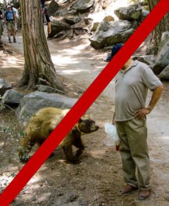 Does Yosemite National Park Have Bears?