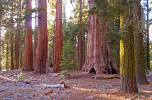Does Yosemite National Park Have Redwoods?