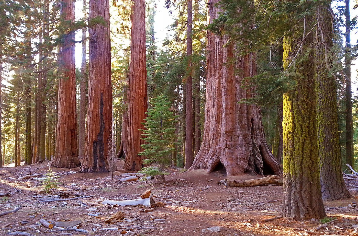 Does Yosemite National Park Have Sequoia Trees?
