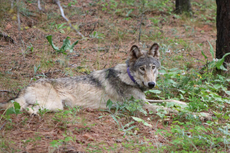 Does Yosemite National Park Have Wolves?