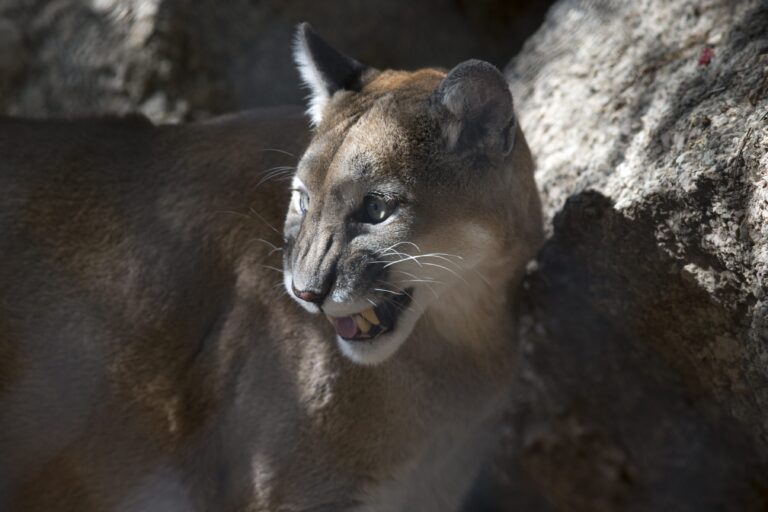 How To Protect Yourself From Mountain Lions While Hiking