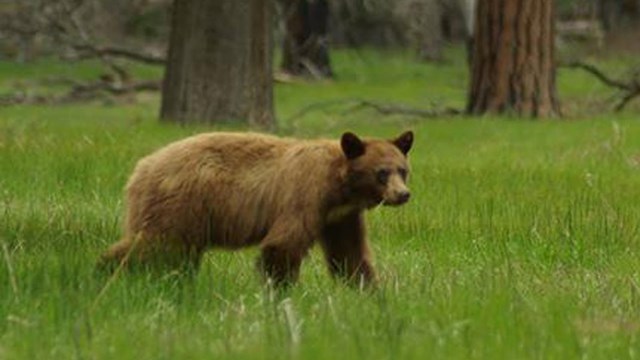 What Animals Are Found In Yosemite National Park?