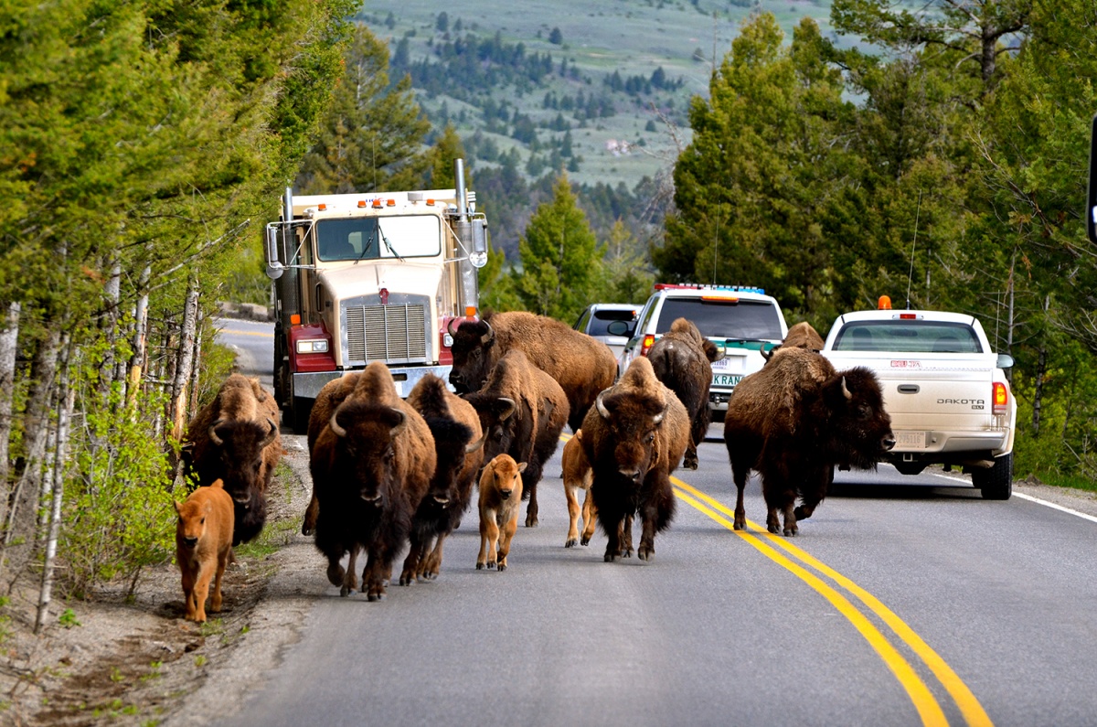 Why Yellowstone National Park Is Famous?